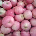 Alta calidad de manzana Qinguan roja fresca